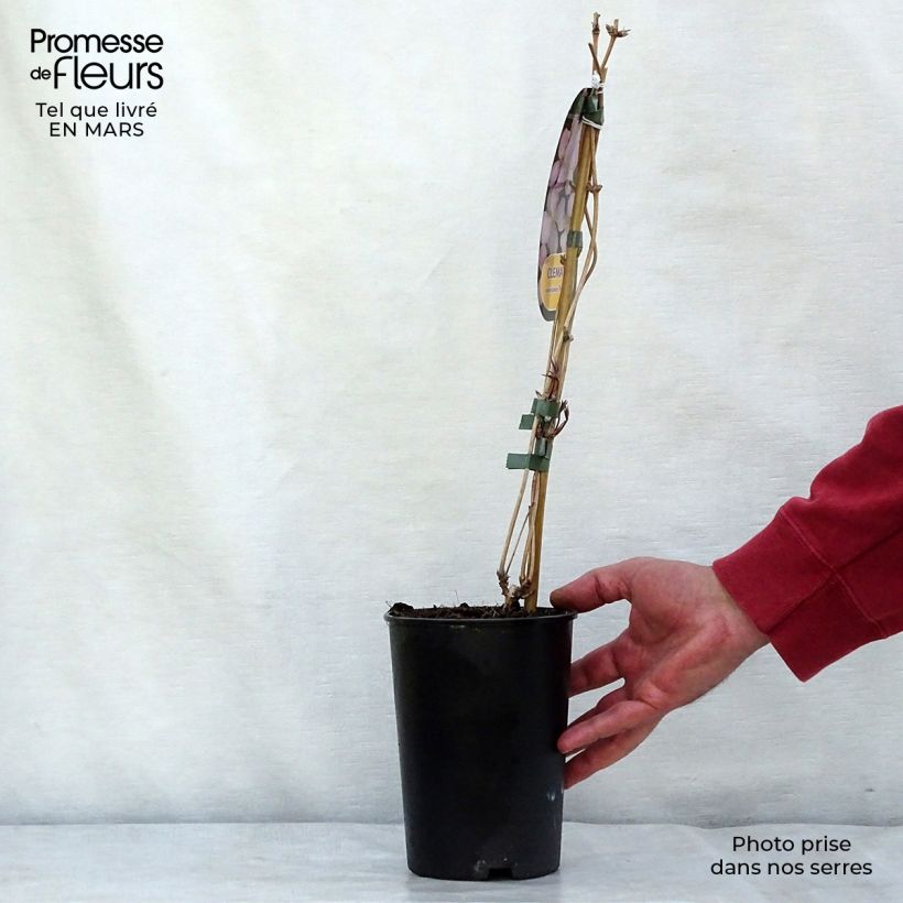 Clematis montana Rubens - Clematide Vaso da 1,5L/2L esemplare consegnato in inverno