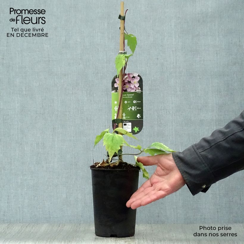 Clematis Sanssouci - Clematide Vaso da 2L/3L esemplare consegnato in inverno