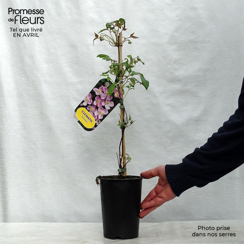 Clematis Sanssouci - Clematide Vaso da 2L/3L esemplare consegnato in primavera