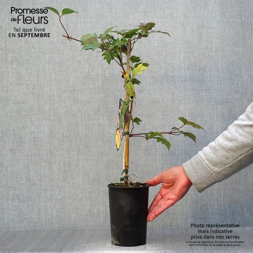 Esemplare di Clematis Sanssouci - Clematide Vaso da 2L/3L come consegnato in autunno