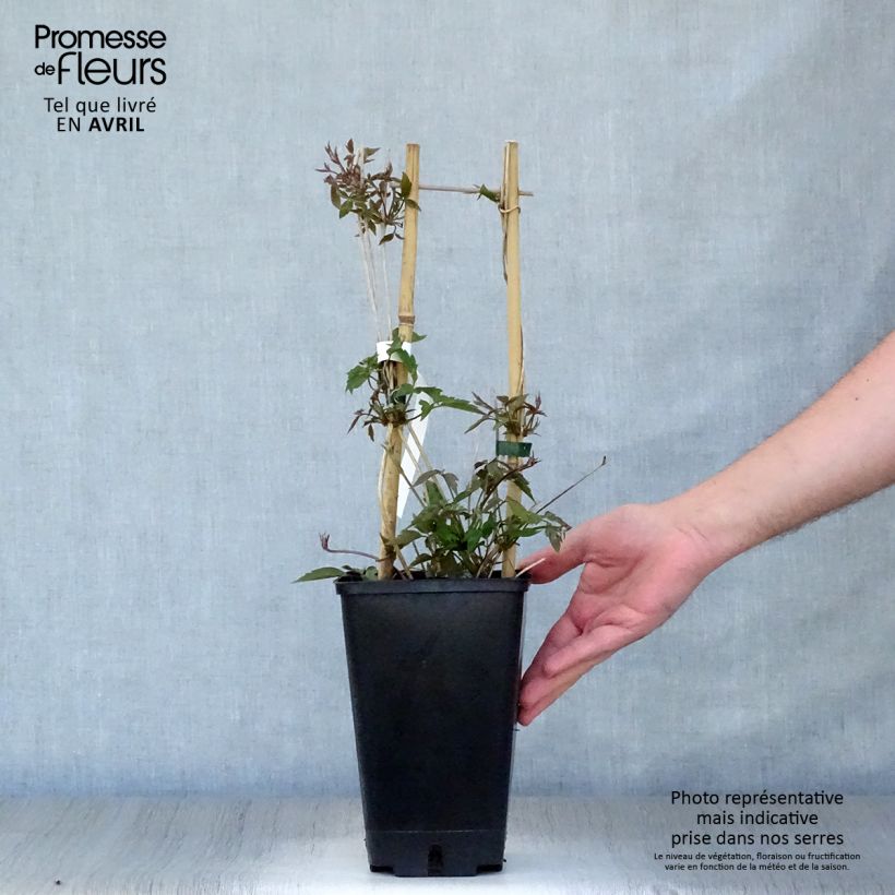 Clematis montana Spooneri - Clematide Vaso da 2L/3L esemplare consegnato in primavera
