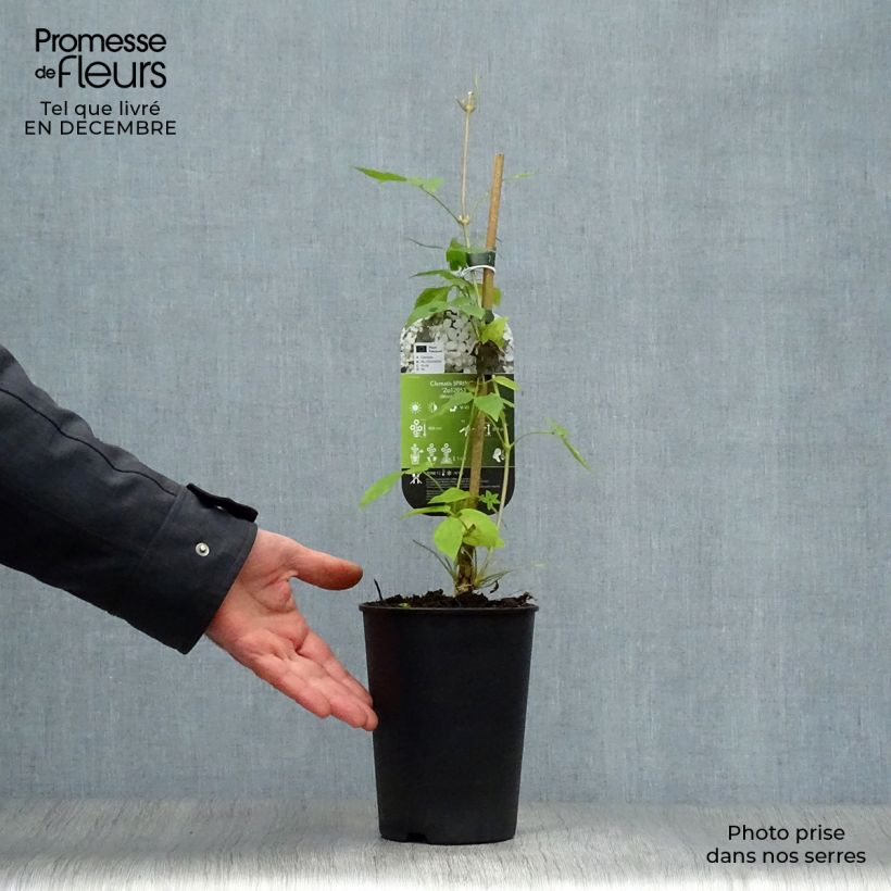 Clematis montana Spring Joy - Clematide Vaso da 2L/3L esemplare consegnato in inverno