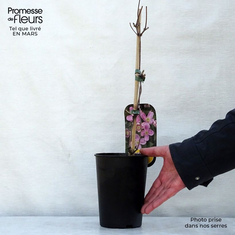 Clematis montana Tetrarose - Clematide Vaso da 2L/3L esemplare consegnato in primavera