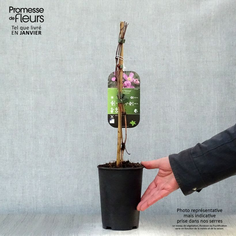 Clematis montana Tetrarose - Clematide Vaso da 2L/3L esemplare consegnato in inverno