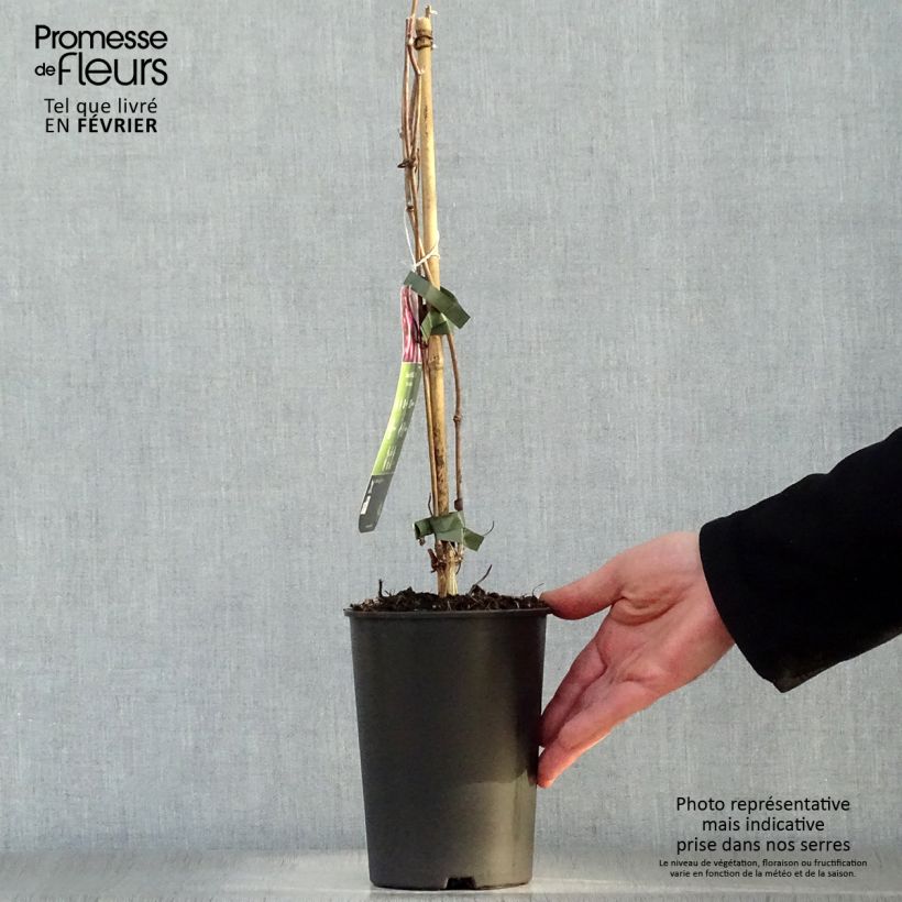 Clematis montana Van Gogh - Clematide Vaso da 2L/3L esemplare consegnato in inverno