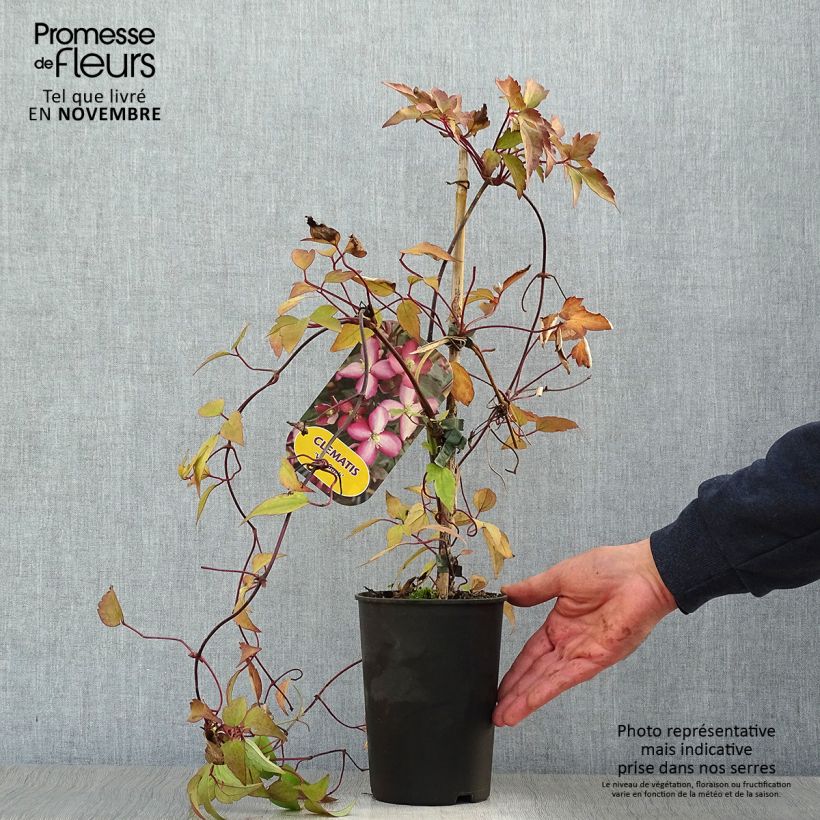 Esemplare di Clematis montana Van Gogh - Clematide Vaso da 2L/3L come consegnato in autunno
