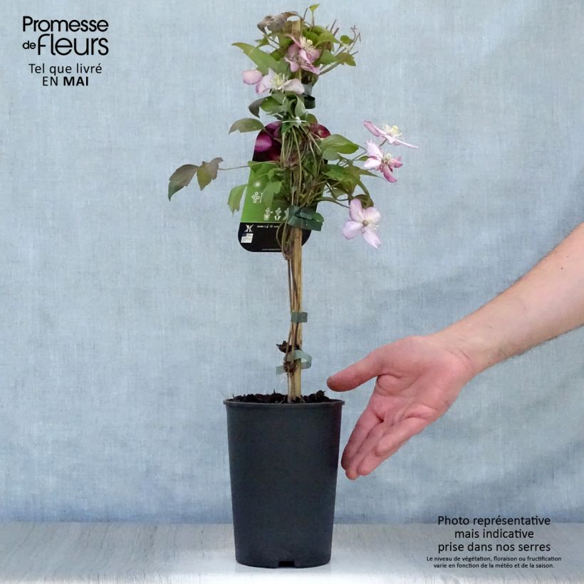 Clematis montana Van Gogh - Clematide Vaso da 2L/3L esemplare consegnato in primavera