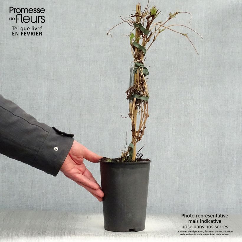 Clematis montana Wilsonii - Clematide Vaso da 2L/3L esemplare consegnato in inverno
