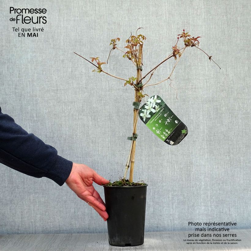 Clematis montana Wilsonii - Clematide Vaso da 2L/3L esemplare consegnato in primavera