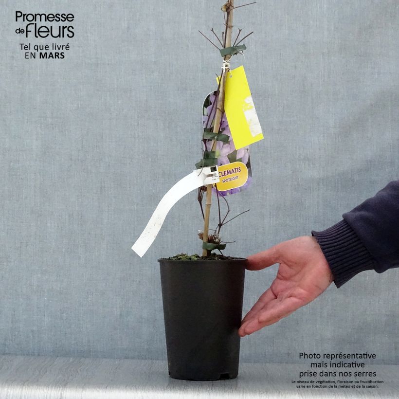 Clematis Spotlight - Clematide Vaso da 2L/3L esemplare consegnato in primavera