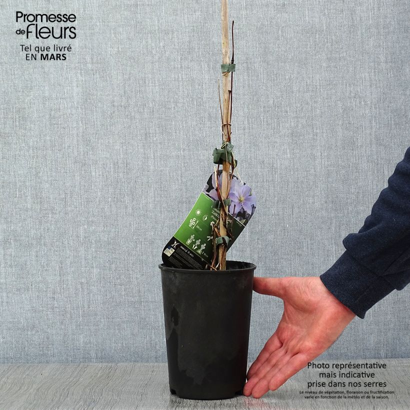 Clematis Spotlight - Clematide Vaso da 2L/3L esemplare consegnato in inverno