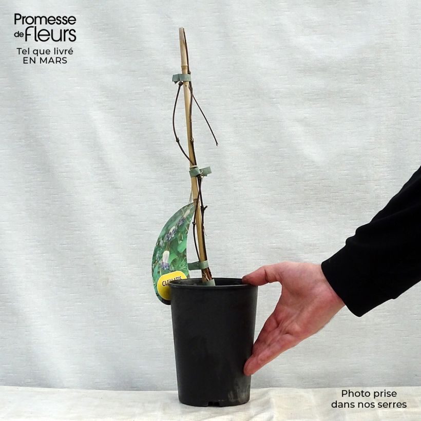 Clematis Pitcheri - Clematide Vaso da 2L/3L esemplare consegnato in primavera