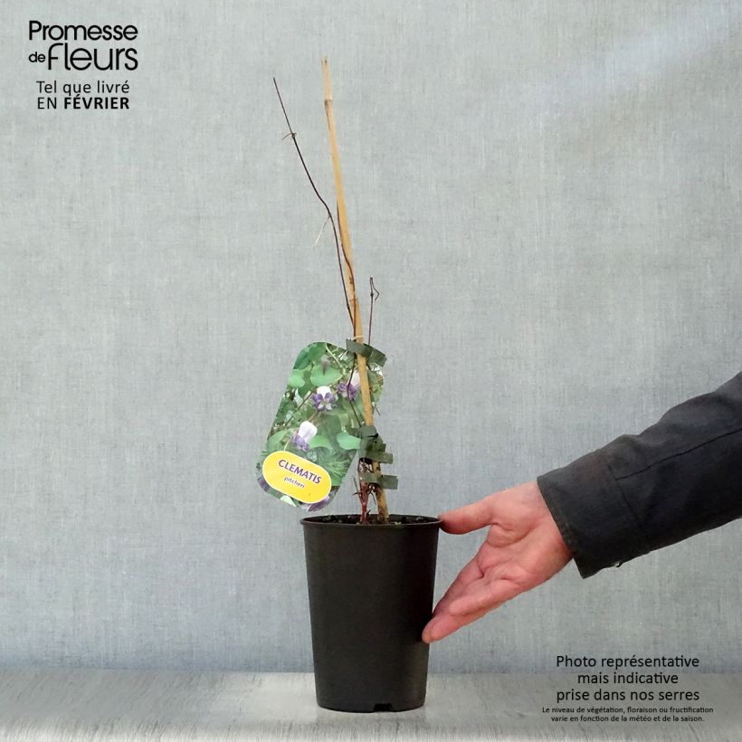 Clematis Pitcheri - Clematide Vaso da 2L/3L esemplare consegnato in inverno