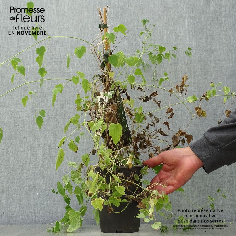 Esemplare di Clematis rehderiana - Clematide Vaso da 2L/3L come consegnato in autunno