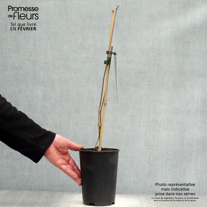 Clematis stans - Clematide Vaso da 2L/3L esemplare consegnato in inverno