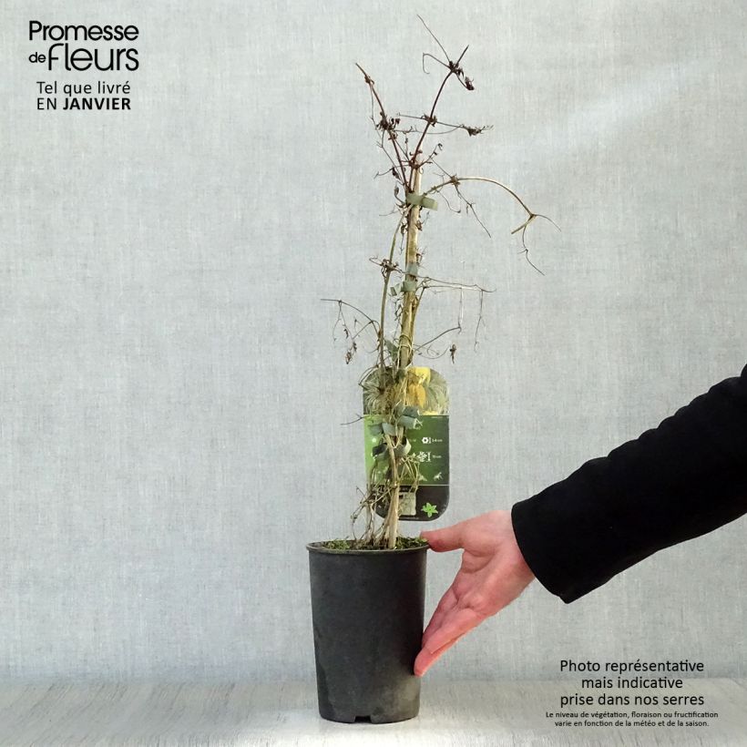 Clematis tangutica Aureolin - Clematide Vaso da 2L/3L esemplare consegnato in inverno