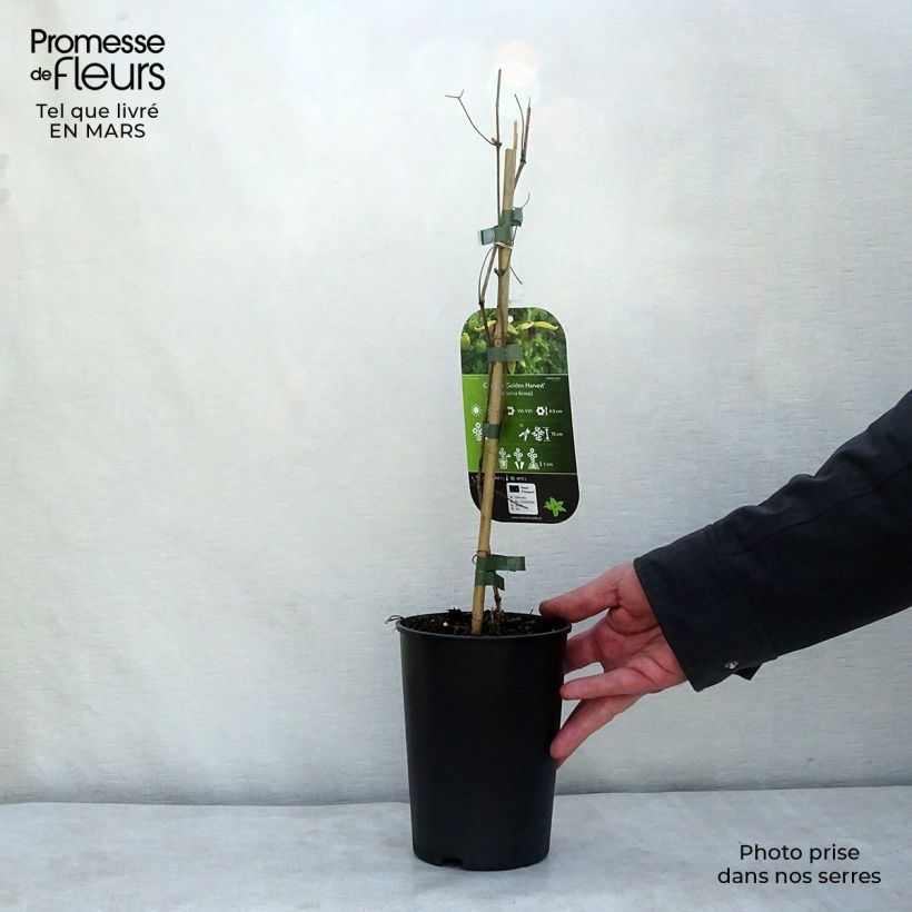 Clematis tangutica Golden Harvest - Clematide Vaso da 2L/3L esemplare consegnato in inverno