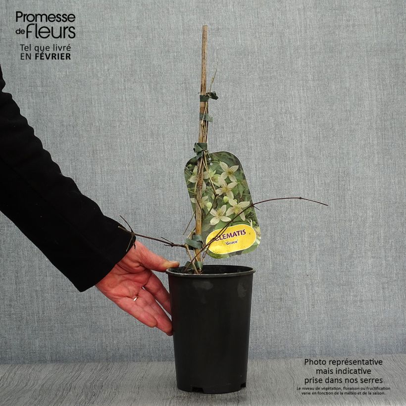 Clematis tangutica Grace - Clematide Vaso da 2L/3L esemplare consegnato in inverno