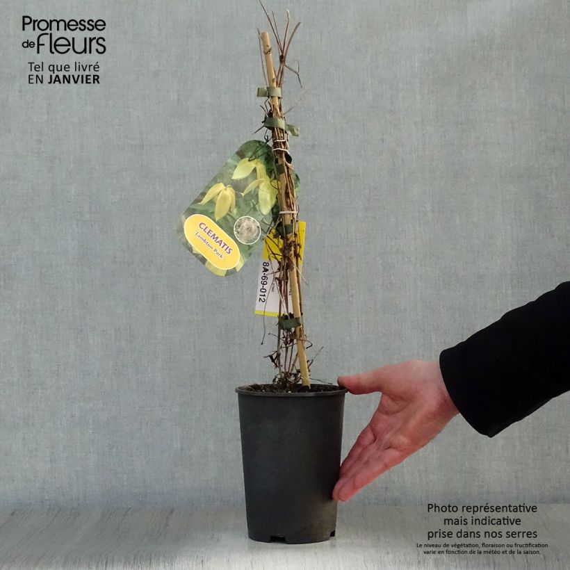 Clematis tangutica Lambton Park - Clematide Vaso da 2L/3L esemplare consegnato in inverno