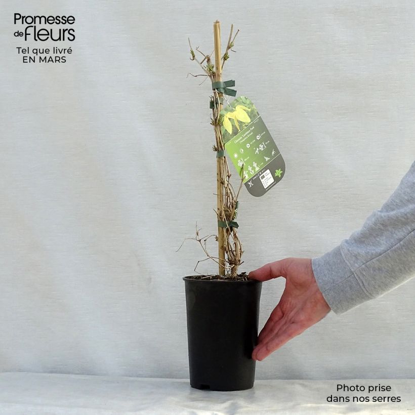 Clematis tangutica Lambton Park - Clematide Vaso da 2L/3L esemplare consegnato in primavera