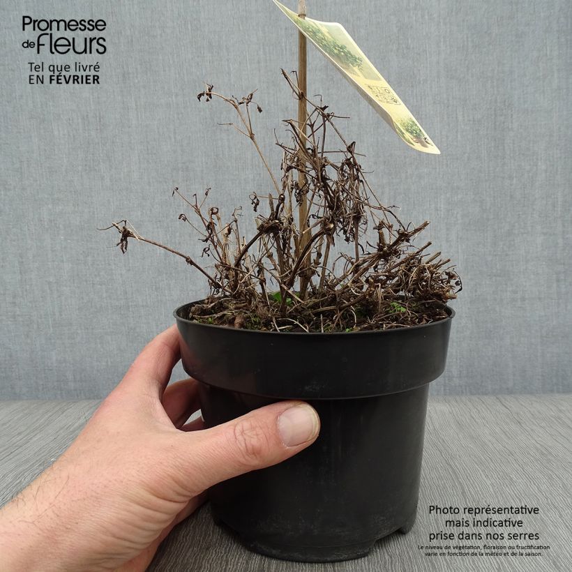 Clematis tangutica Little Lemons - Clematide Vaso da 2L/3L esemplare consegnato in inverno