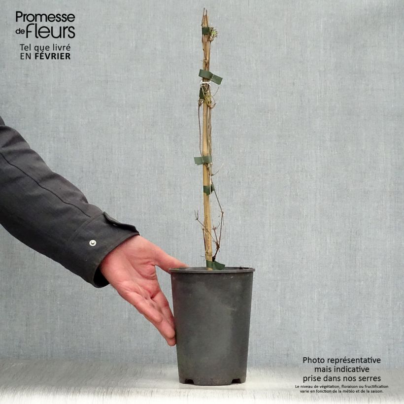 Clematis tangutica My Angel - Clematide Vaso da 2L/3L esemplare consegnato in inverno