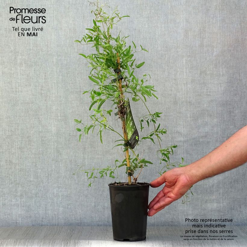 Clematis tangutica My Angel - Clematide Vaso da 2L/3L esemplare consegnato in primavera