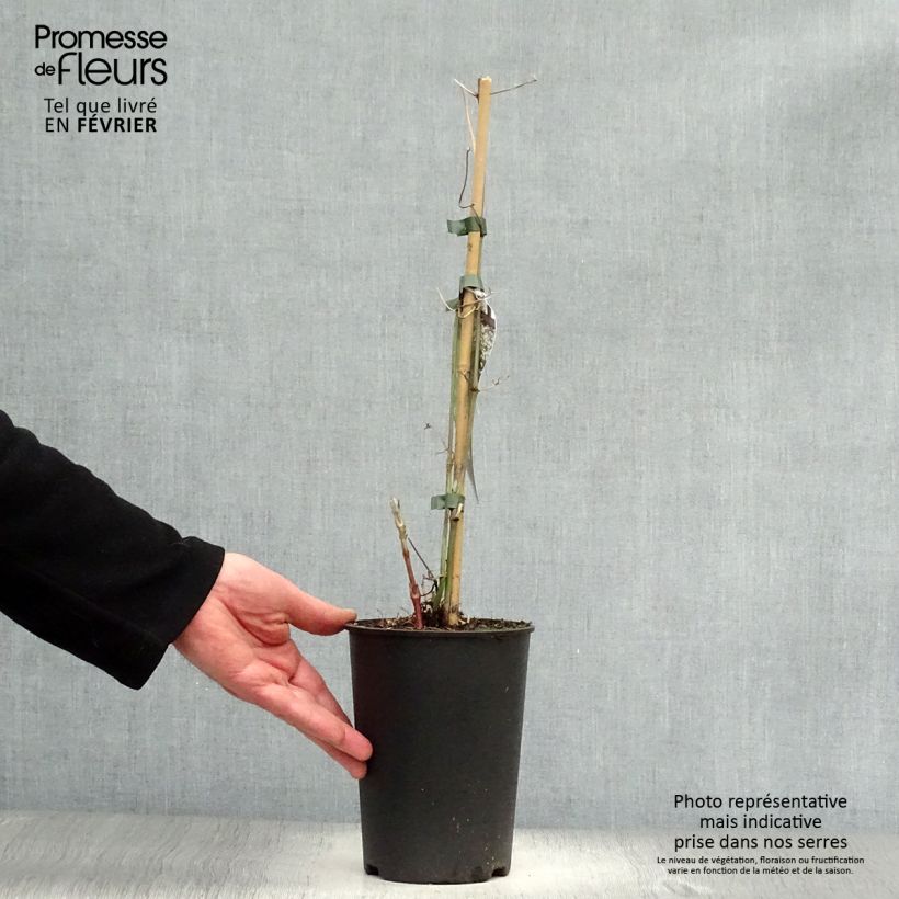 Clematis terniflora - Clematide Vaso da 2L/3L esemplare consegnato in inverno