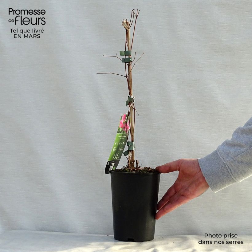 Clematis texensis Duchess of Albany - Clematide Vaso da 2L/3L esemplare consegnato in primavera