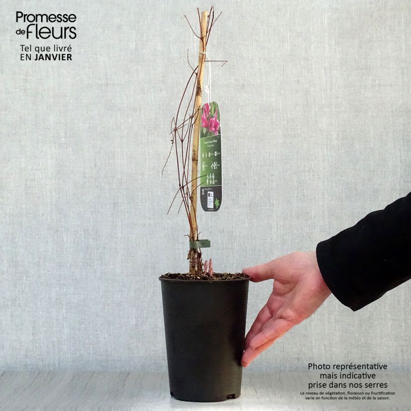 Clematis texensis Duchess of Albany - Clematide Vaso da 2L/3L esemplare consegnato in inverno