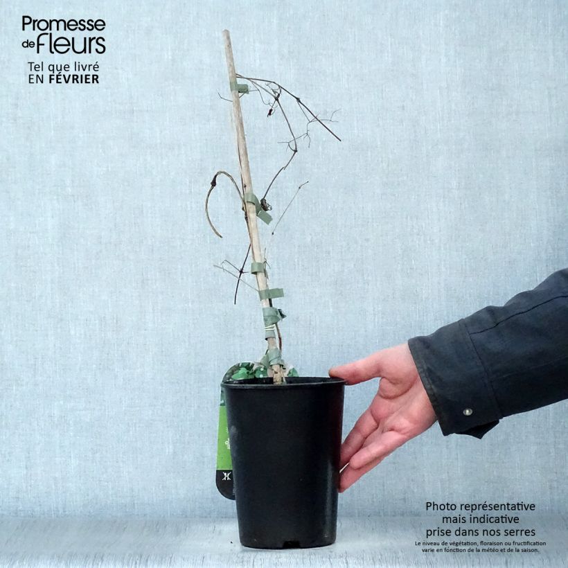 Clematis texensis Mienie Belle - Clematide Vaso da 2L/3L esemplare consegnato in inverno