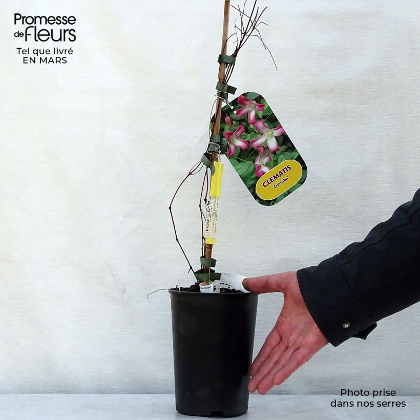 Clematis texensis Odoriba - Clematide Vaso da 2L/3L esemplare consegnato in primavera