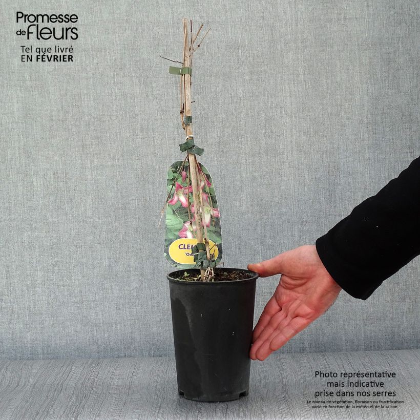 Clematis&#x20;texensis&#x20;Odoriba&#x20;-&#x20;Clematide&#x20;Vaso&#x20;da&#x20;2L&#x2F;3L&#x20;esemplare&#x20;consegnato&#x20;in&#x20;inverno