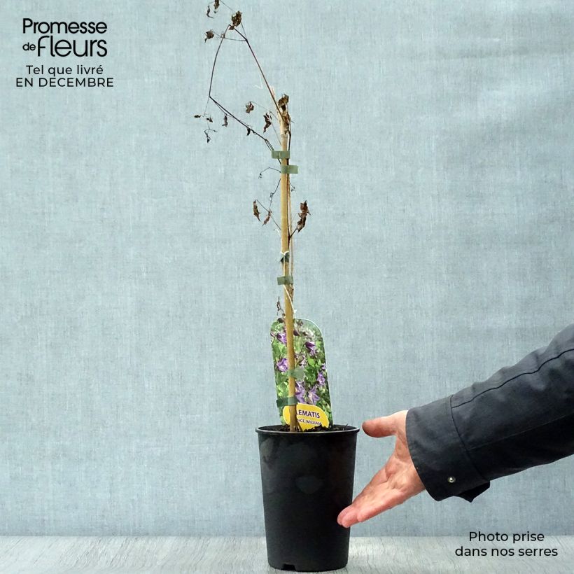 Clematis texensis Prince William - Clematide Vaso da 2L/3L esemplare consegnato in inverno