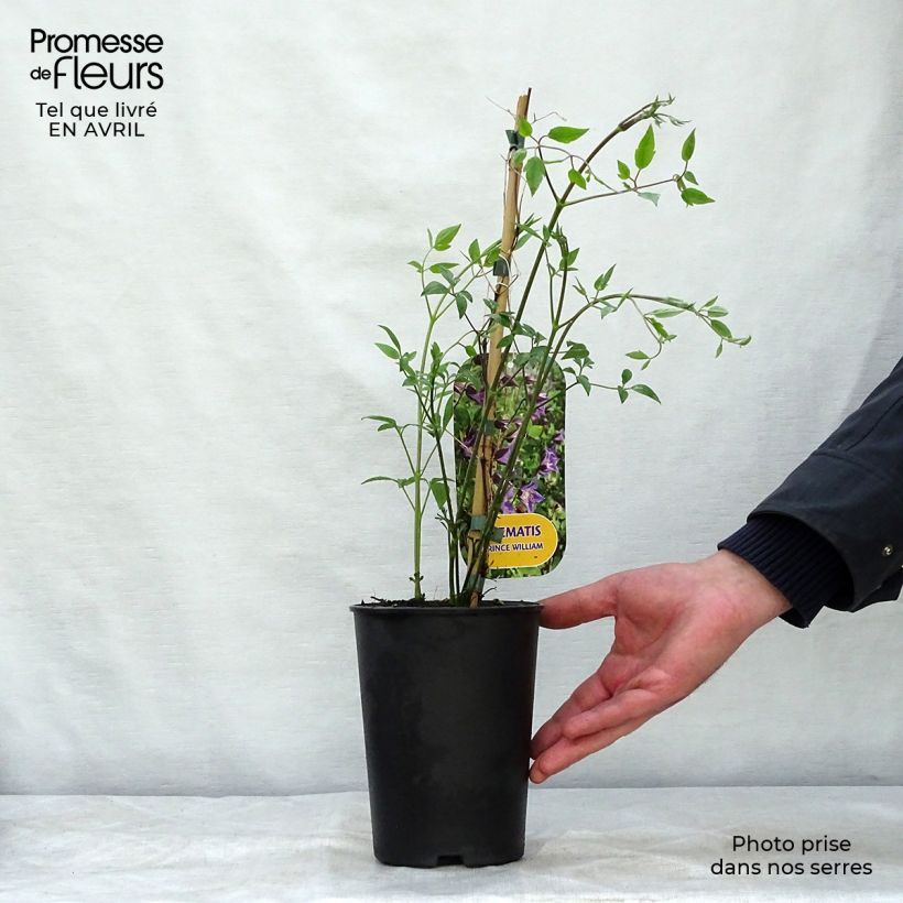 Clematis texensis Prince William - Clematide Vaso da 2L/3L esemplare consegnato in primavera