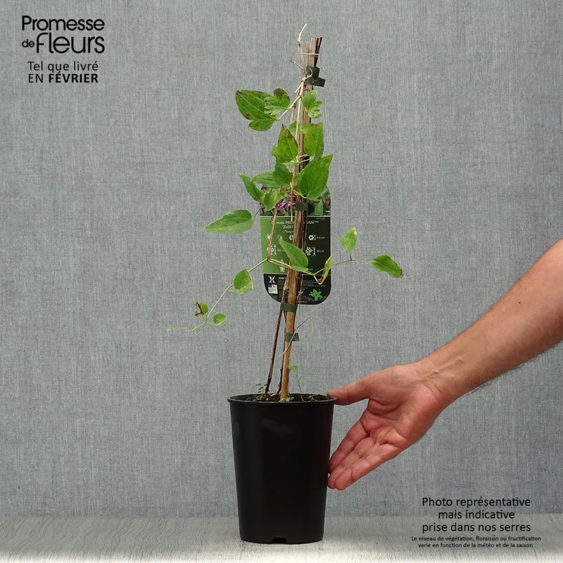 Esemplare di Clematis texensis Prince William - Clematide Vaso da 2L/3L come consegnato in autunno