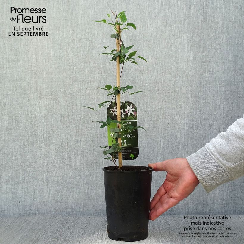 Esemplare di Clematis texensis Princess Kate - Clematide Vaso da 2L/3L come consegnato in autunno