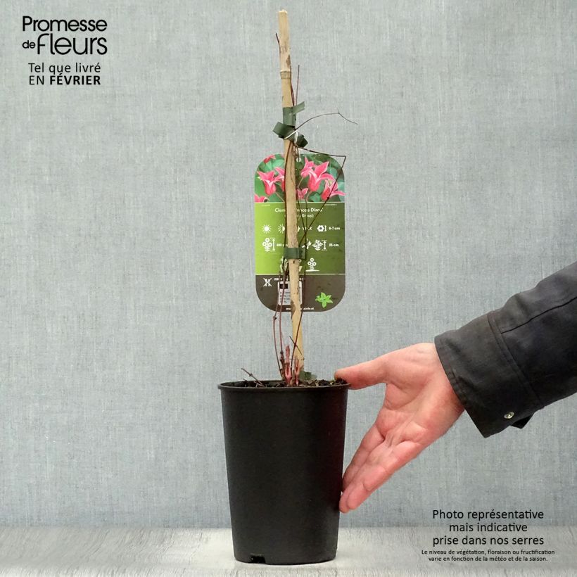 Clematis texensis Princess Diana - Clematide Vaso da 1,5L/2L esemplare consegnato in inverno