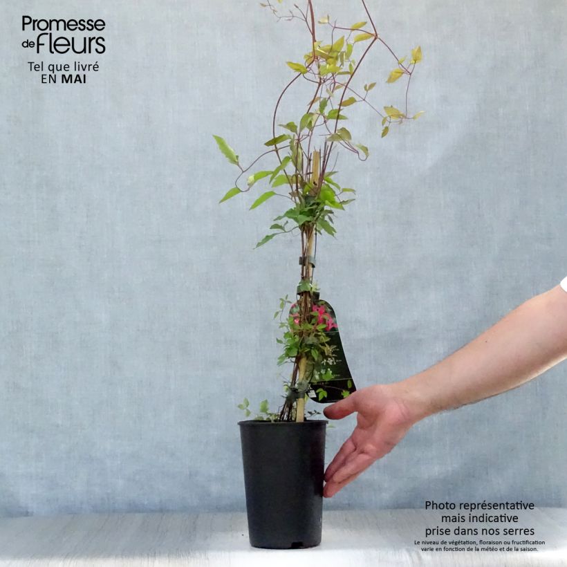 Clematis texensis Princess Diana - Clematide Vaso da 1,5L/2L esemplare consegnato in primavera