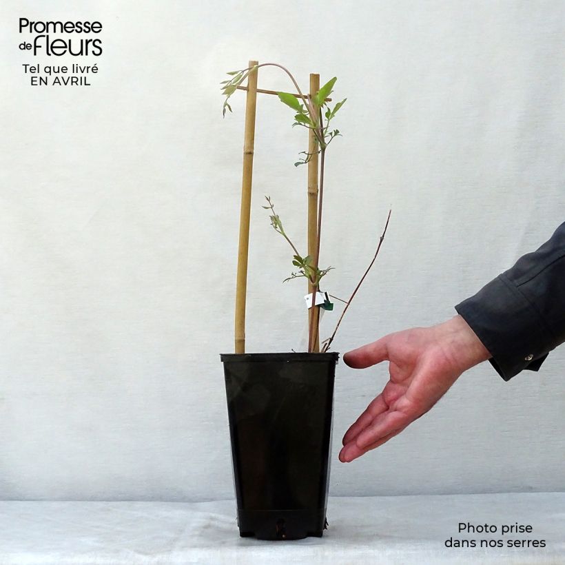 Clematis texensis Queen Maxima - Clematide Vaso da 1,5L/2L esemplare consegnato in primavera