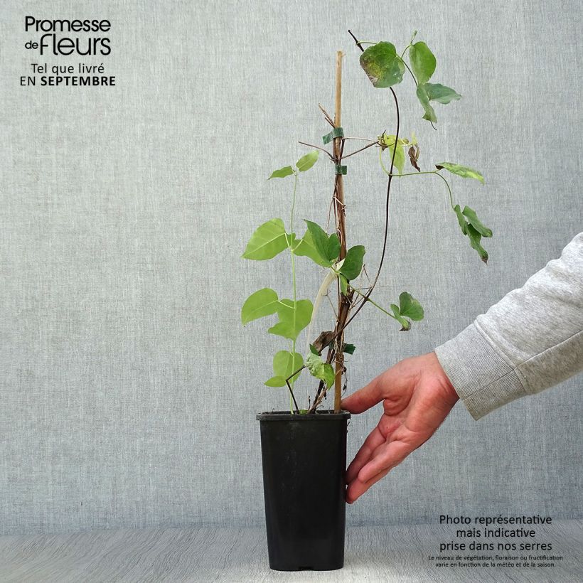 Esemplare di Clematis texensis Queen Maxima - Clematide Vaso da 1,5L/2L come consegnato in autunno
