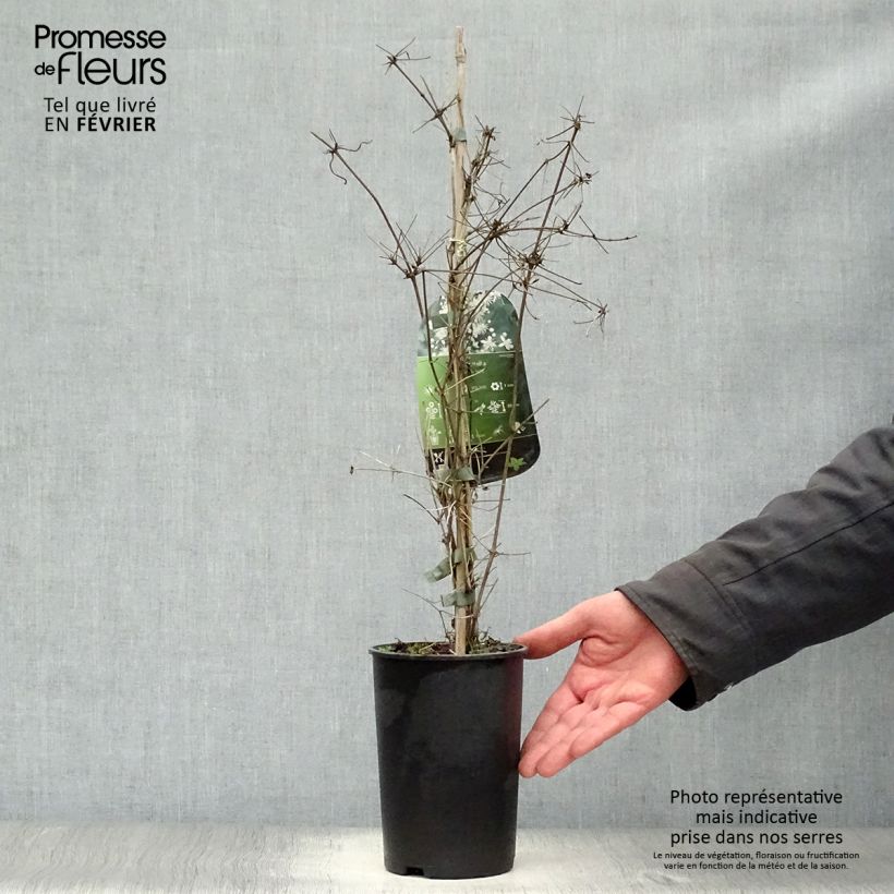 Clematis vitalba - Clematide Vaso da 2L/3L esemplare consegnato in inverno