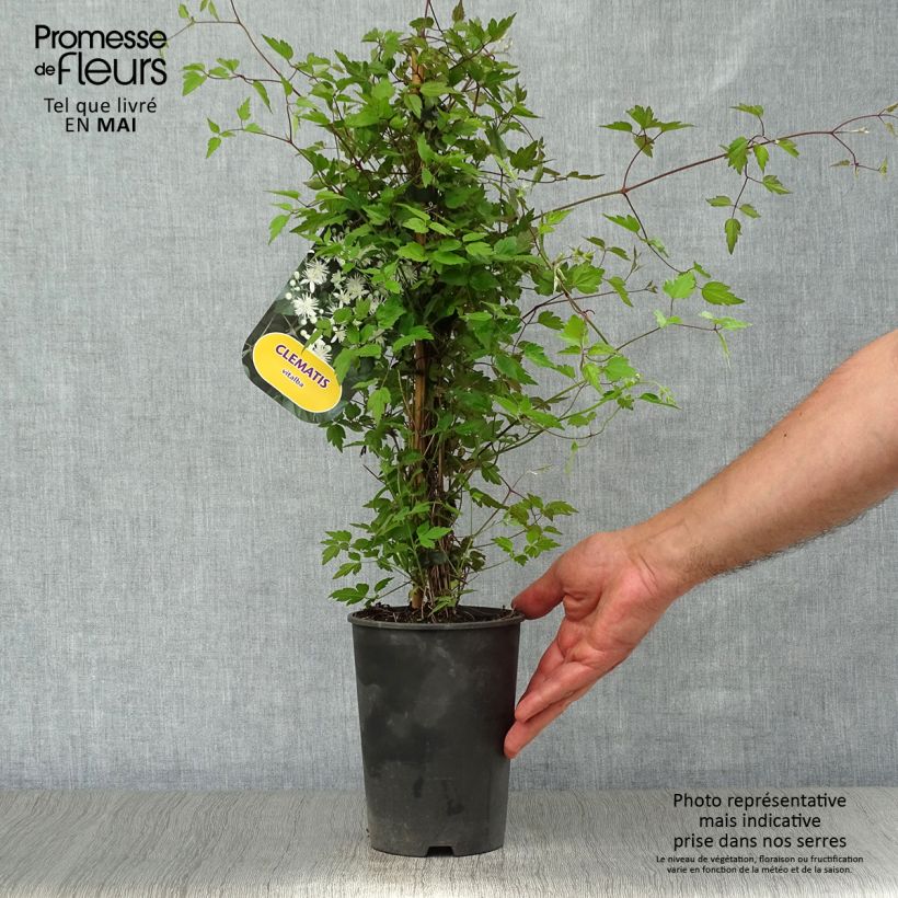 Clematis vitalba - Clematide Vaso da 2L/3L esemplare consegnato in primavera