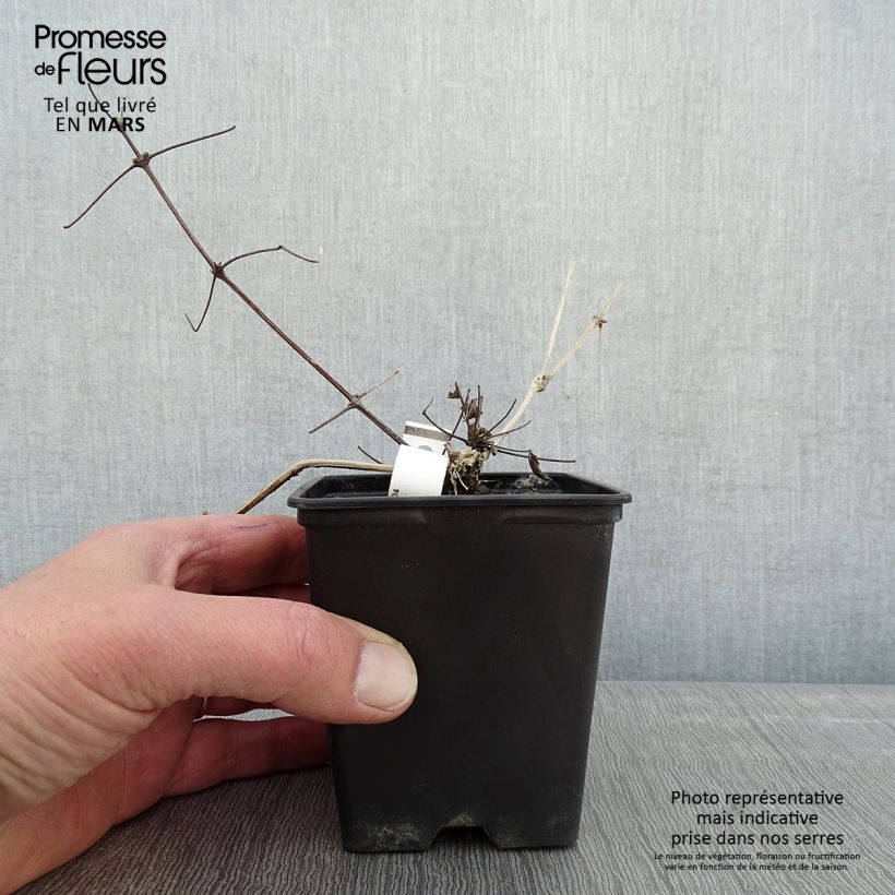 Clematis vitalba - Clematide Vasetto da 8/9 cm esemplare consegnato in inverno