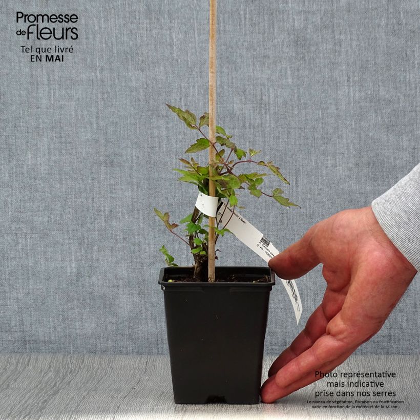 Clematis vitalba - Clematide Vasetto da 8/9 cm esemplare consegnato in primavera