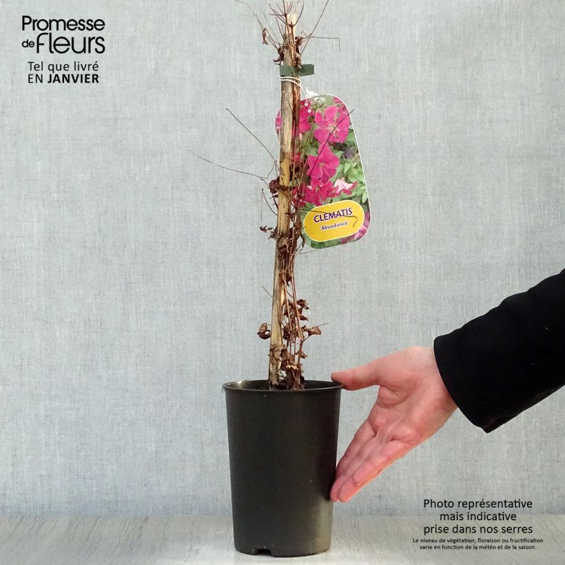 Clematis viticella Abundance - Clematide Vaso da 2L/3L esemplare consegnato in inverno
