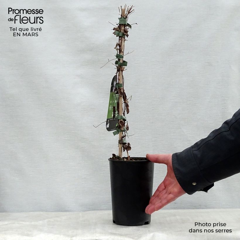 Clematis viticella Alba Luxurians - Clematide Vaso da 2L/3L esemplare consegnato in primavera