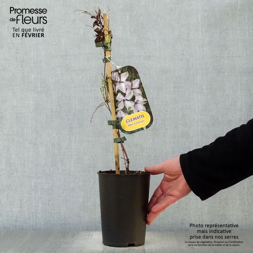 Clematis viticella Alba Luxurians - Clematide Vaso da 2L/3L esemplare consegnato in inverno