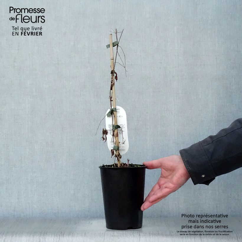 Clematis viticella Black Prince - Clematide Vaso da 2L/3L esemplare consegnato in inverno