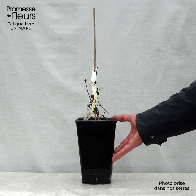 Clematis Bonanza - Clematide Vaso da 2L/3L esemplare consegnato in primavera